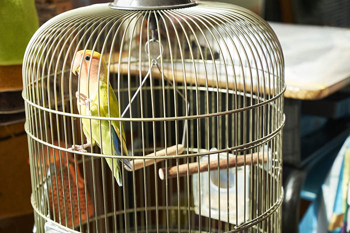 ペットのインコ